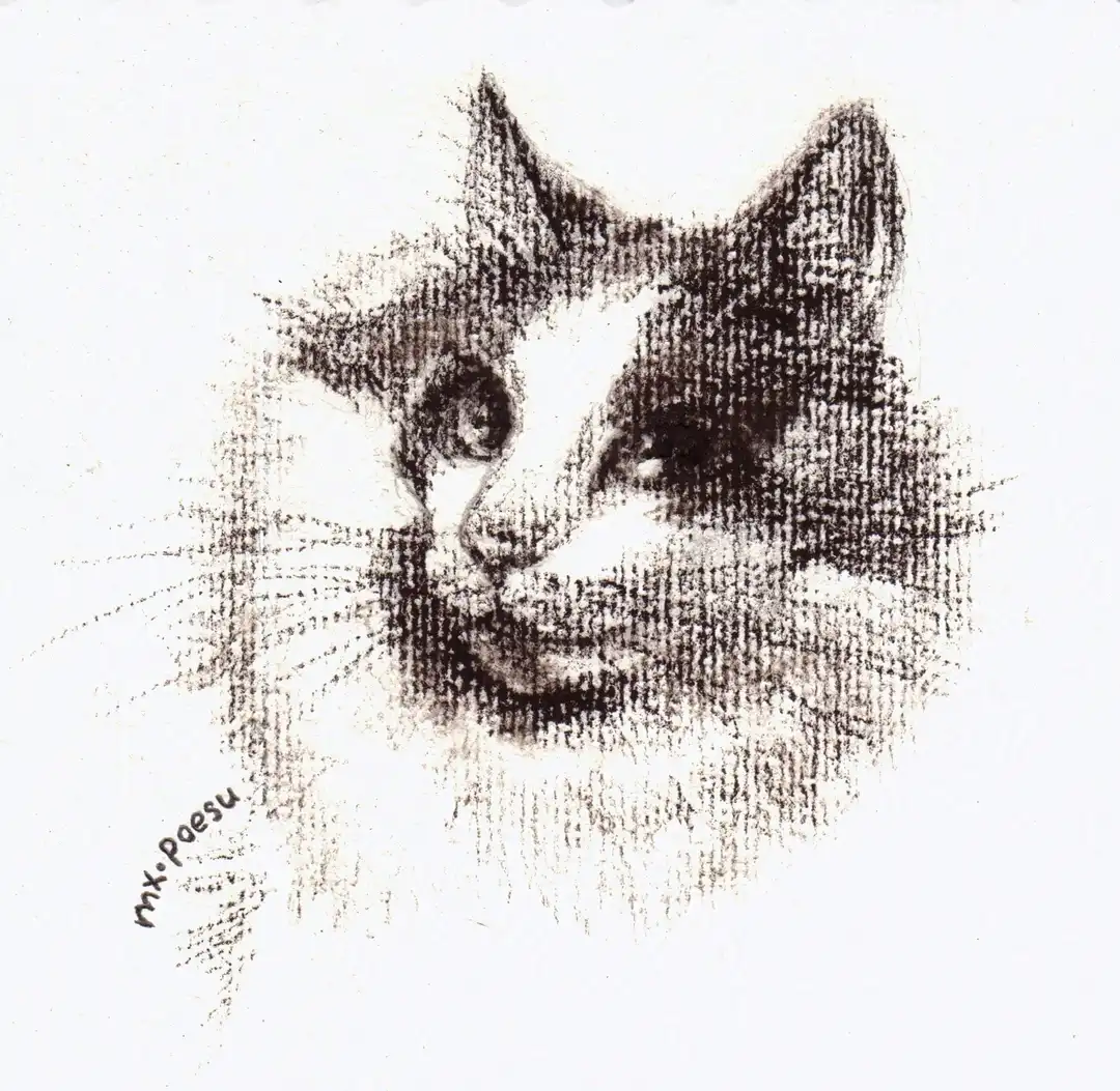 A cat's portrait