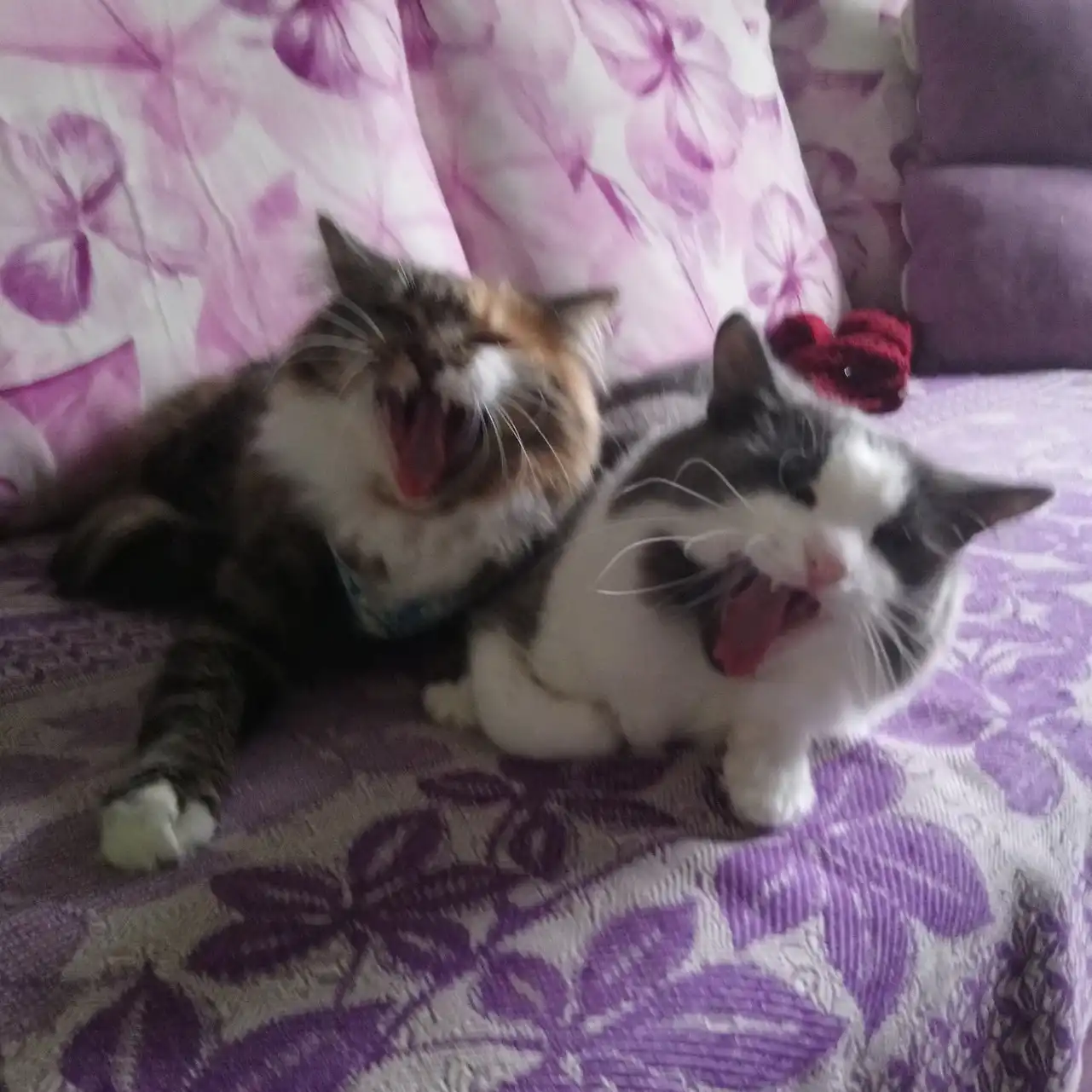 same photo, but both are yawning simultaneously