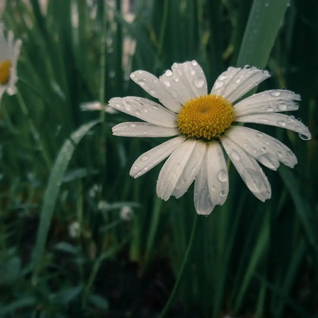 Chamomile